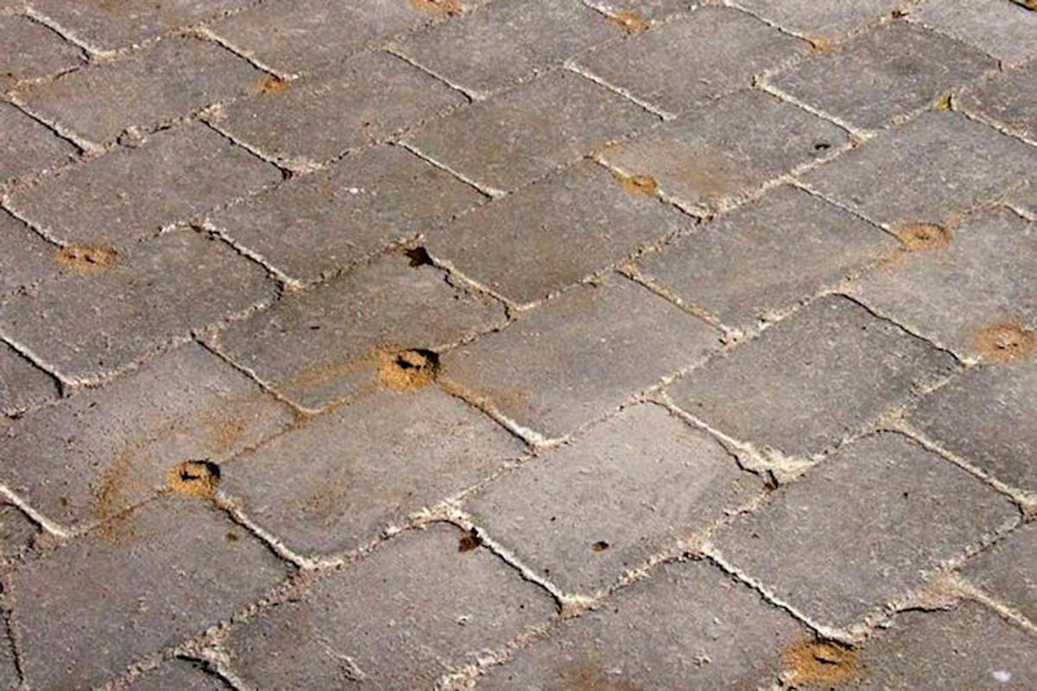 Myrer i haven Myrer i haven